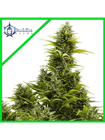 MEDIKIT AUTO X3+1 - BUDDHA SEEDS 1