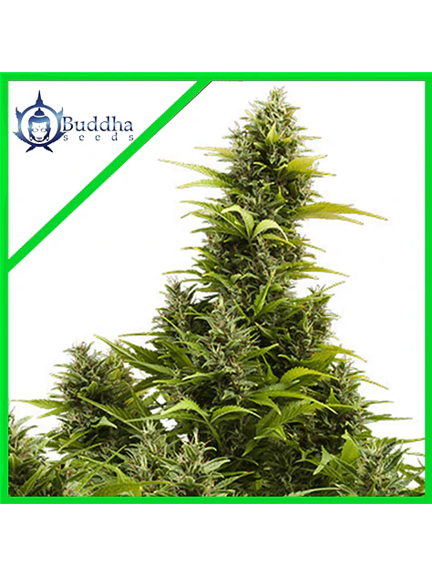 Medikit Auto X3+1 - Buddha Seeds 1