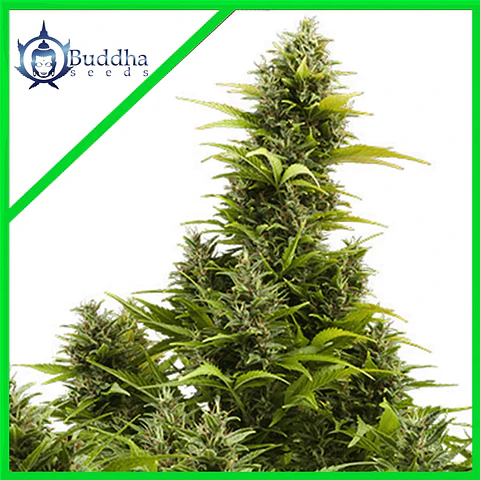 Medikit Auto X3+1 - Buddha Seeds