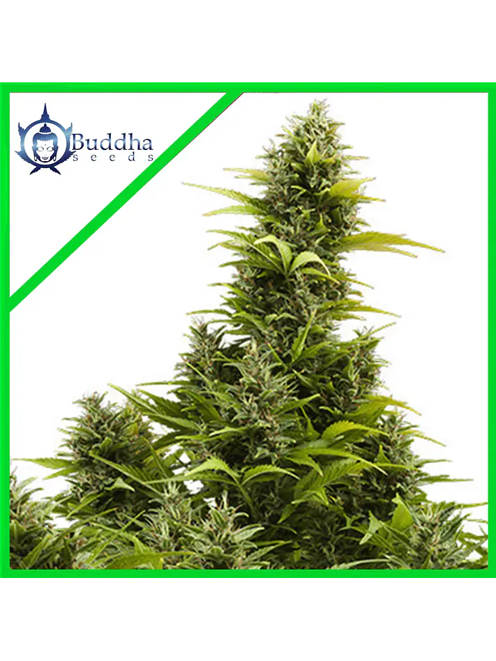 Medikit Auto X3+1 - Buddha Seeds 1