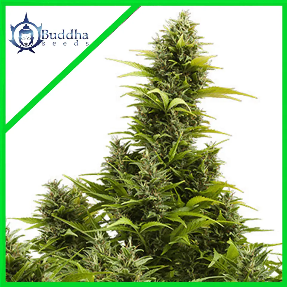 Medikit Auto X3+1 - Buddha Seeds 1