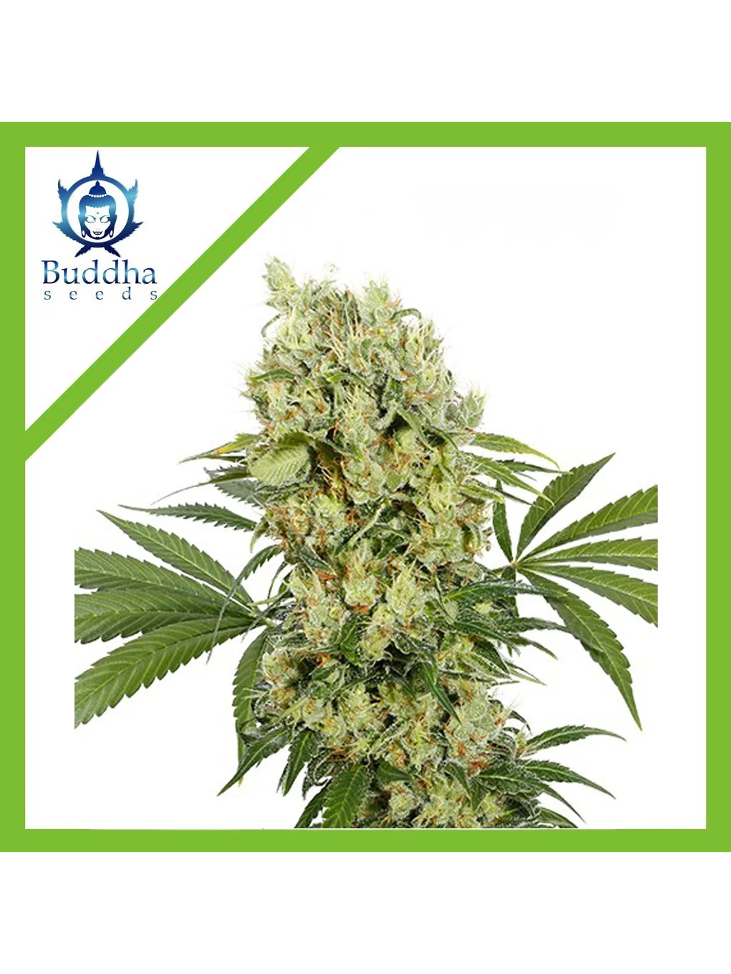 Medikit Fem X3+1-Buddha Seeds 1