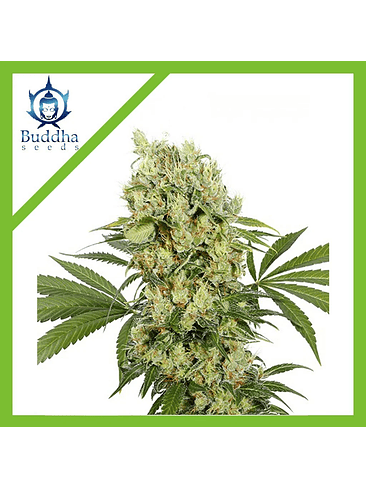 MEDIKIT FEM X3+1-BUDDHA SEEDS 1