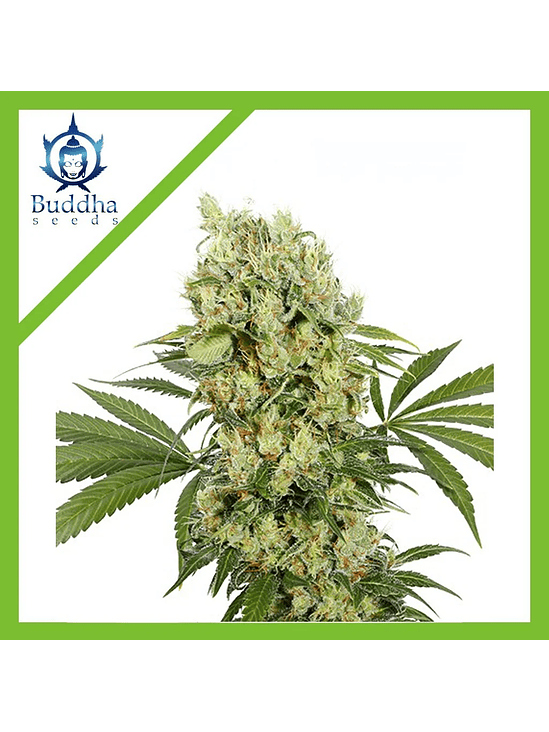 MEDIKIT FEM X3+1-BUDDHA SEEDS 1