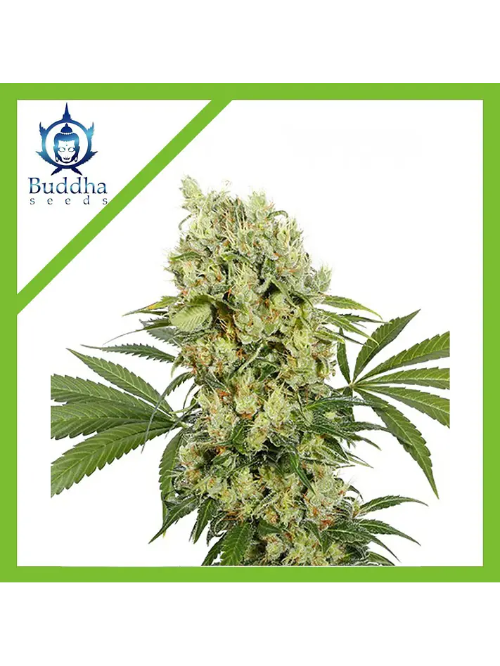 Medikit Fem X3+1-Buddha Seeds 1