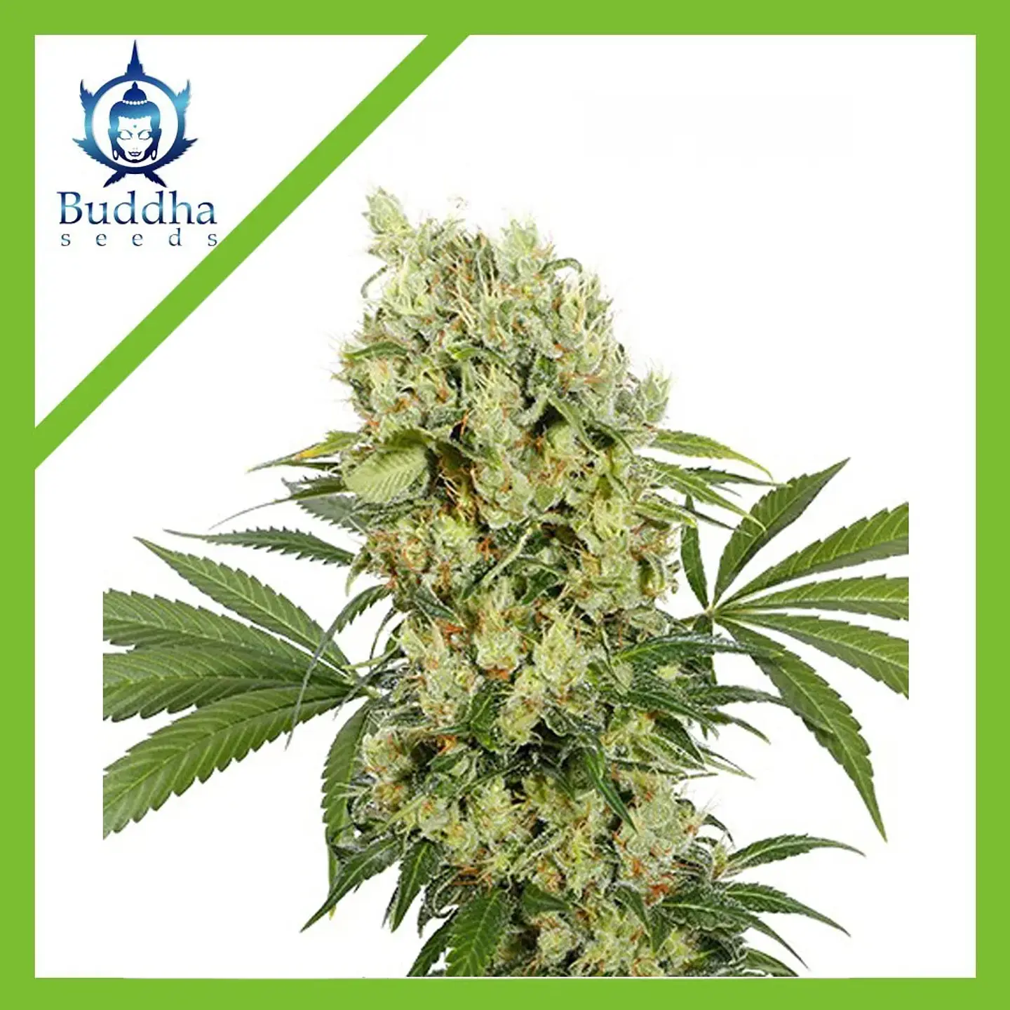 Medikit Fem X3+1-Buddha Seeds 1