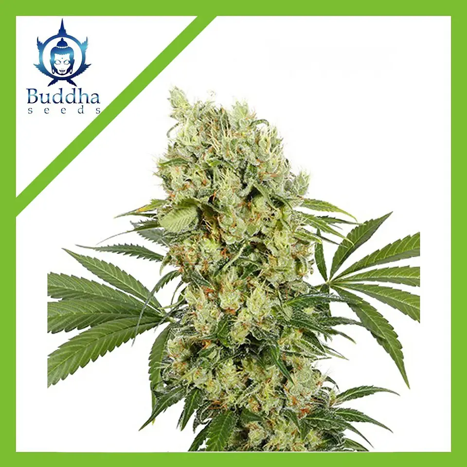 Medikit Fem X3+1-Buddha Seeds 1