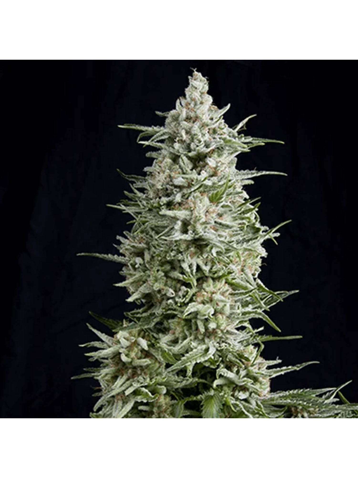 Magnum Auto -Buddha Seeds (X50/X3+1) 2