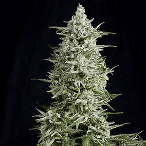 Magnum Auto -Buddha Seeds (X50/X3+1)