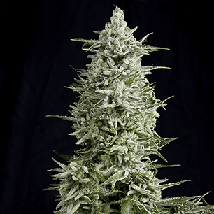 MAGNUM AUTO X3+1-BUDDHA SEEDS