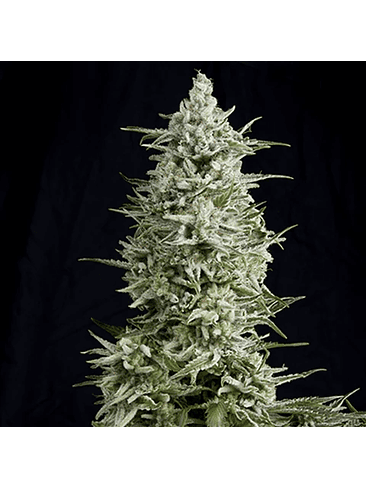 MAGNUM AUTO X3+1-BUDDHA SEEDS 2