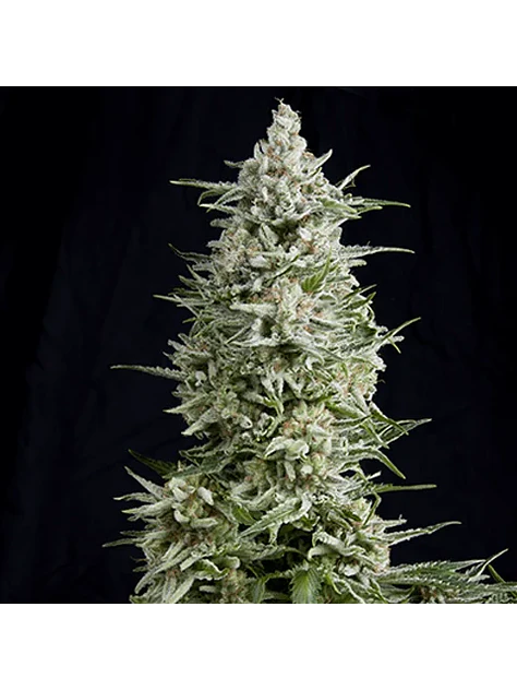 Magnum Auto -Buddha Seeds (X50/X3+1) 2