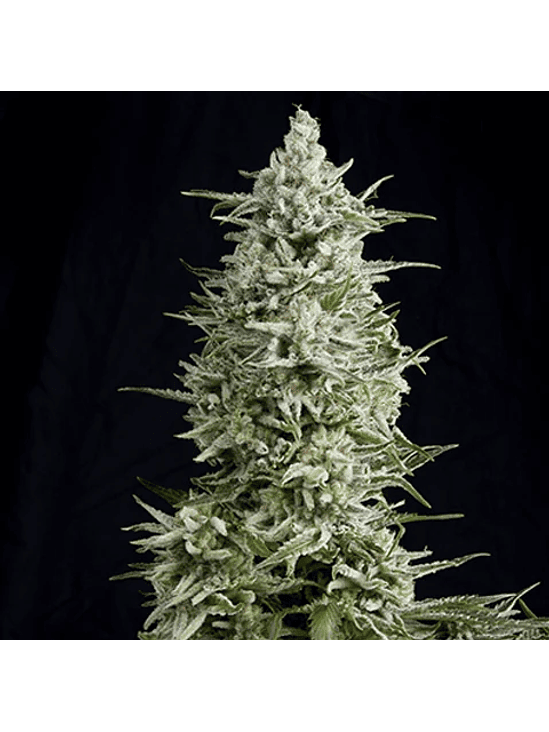 MAGNUM AUTO X3+1-BUDDHA SEEDS 2