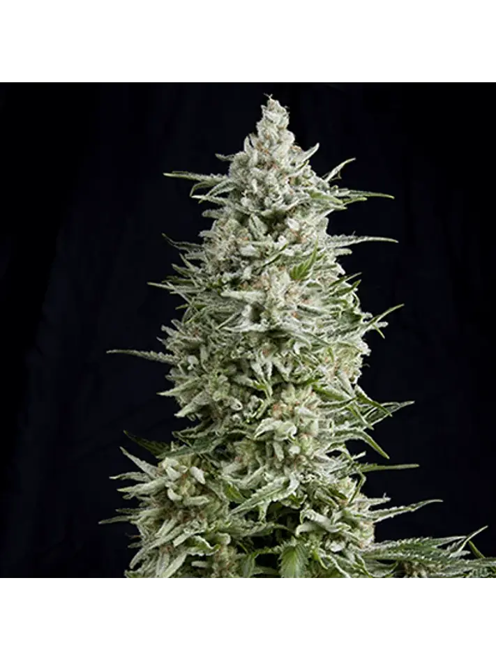 Magnum Auto -Buddha Seeds (X50/X3+1) 2