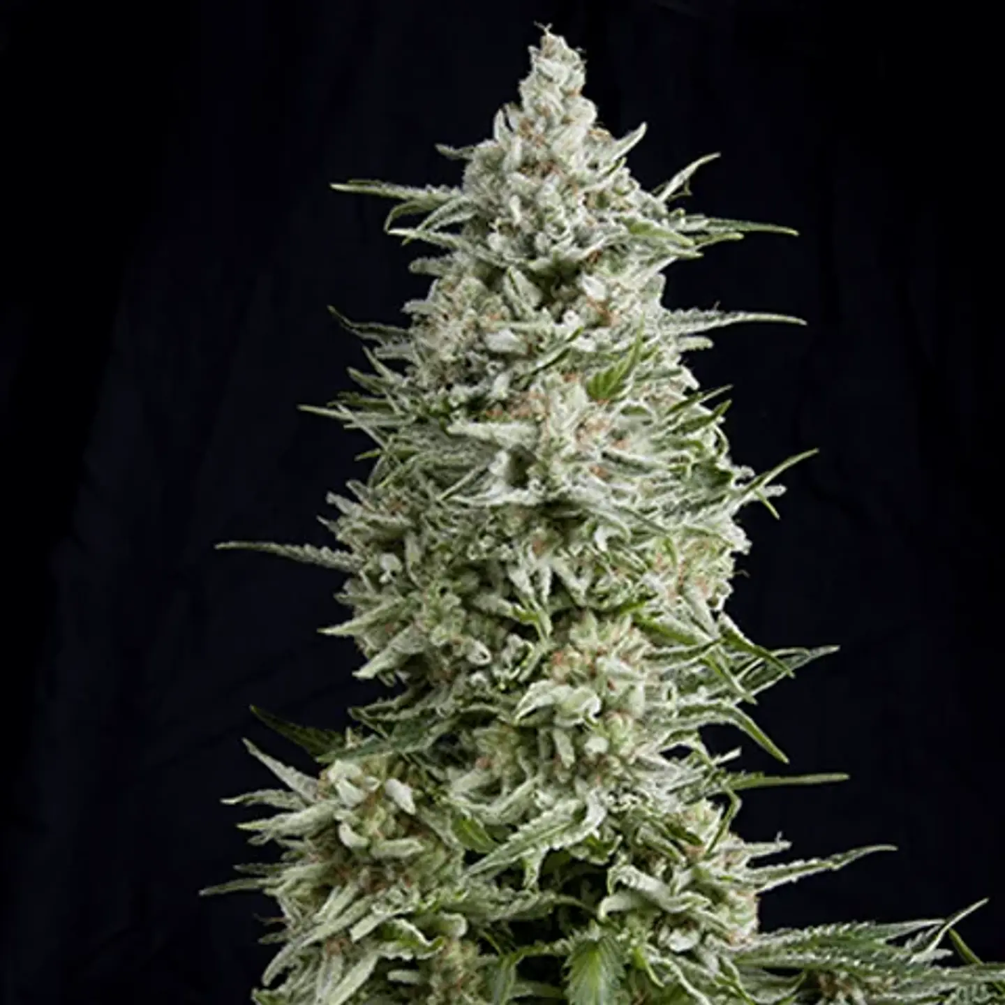 Magnum Auto -Buddha Seeds (X50/X3+1) 2