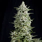 Magnum Auto -Buddha Seeds (X50/X3+1) - Miniatura 2