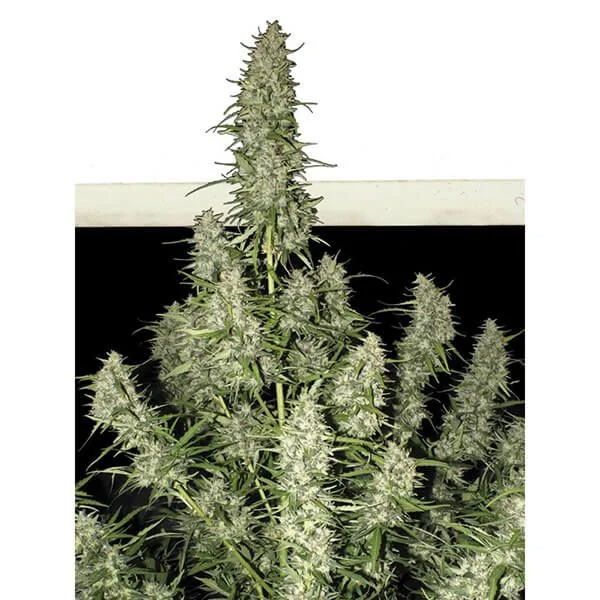 Magnum Auto -Buddha Seeds (X50/X3+1) 4