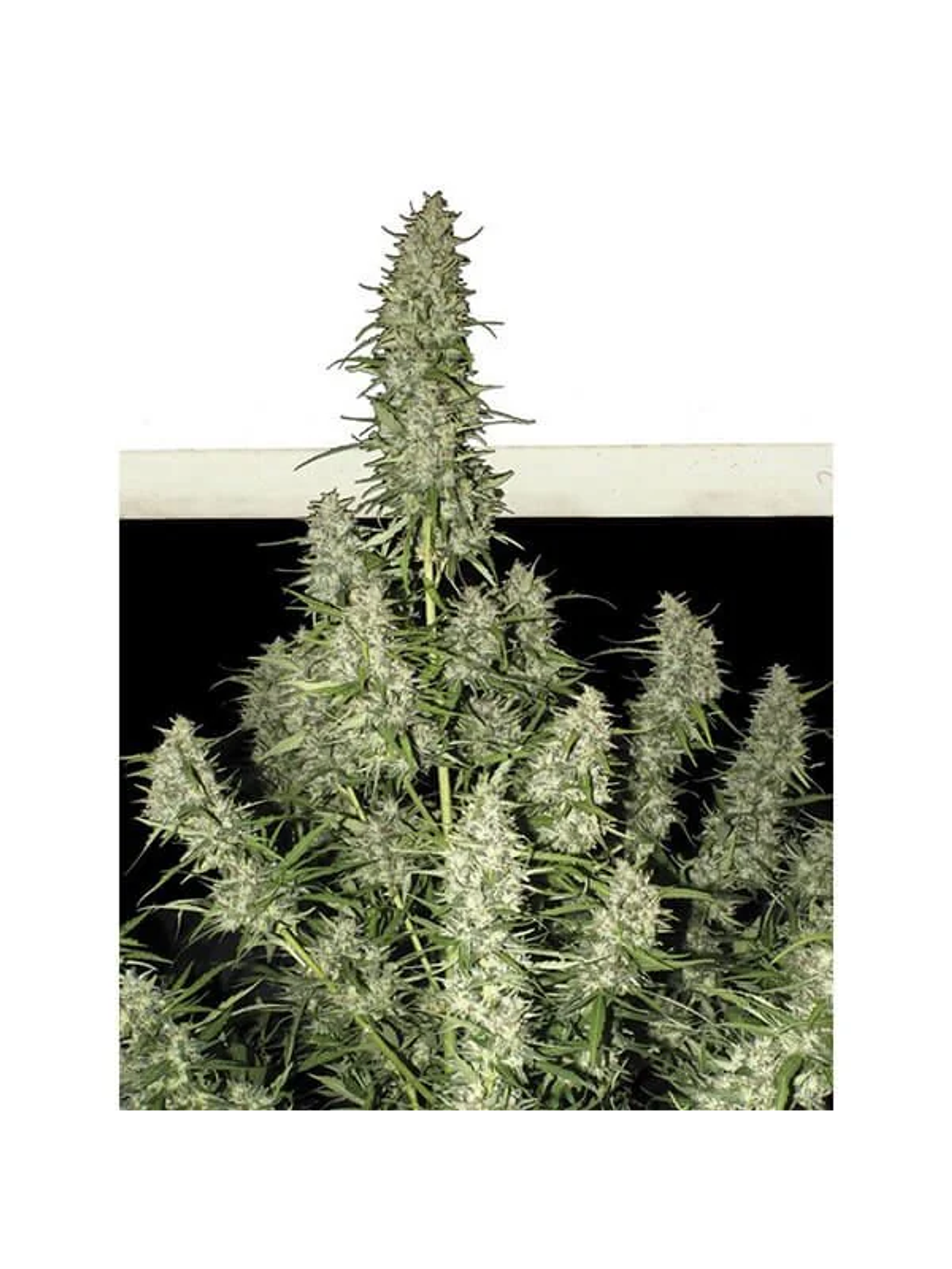 Magnum Auto -Buddha Seeds (X50/X3+1) 4