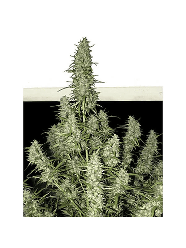 MAGNUM AUTO X3+1-BUDDHA SEEDS 3
