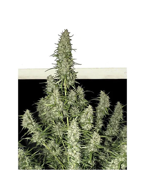 Magnum Auto -Buddha Seeds (X50/X3+1) 4