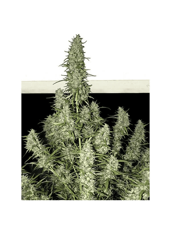 MAGNUM AUTO X3+1-BUDDHA SEEDS 3