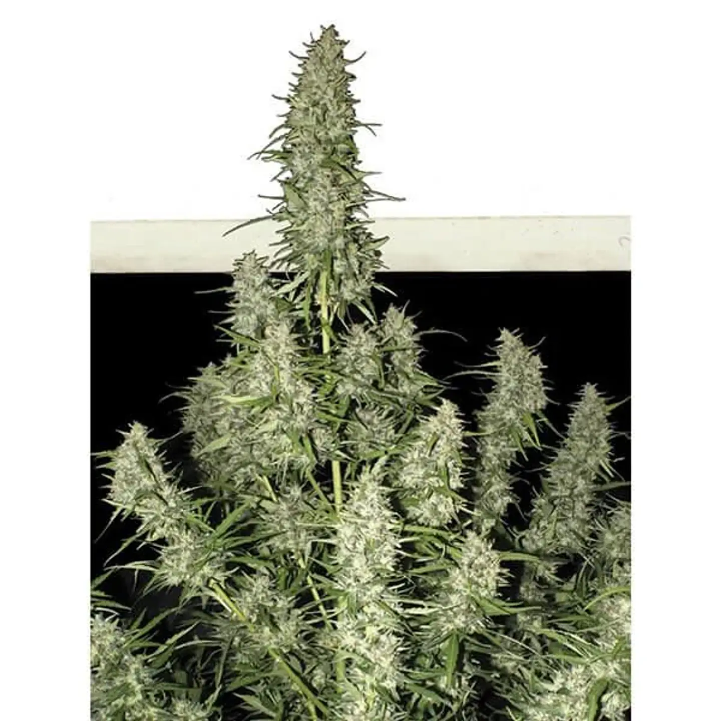 Magnum Auto -Buddha Seeds (X50/X3+1) 4