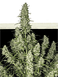 MAGNUM AUTO X3+1-BUDDHA SEEDS - Miniatura 3