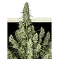 Magnum Auto -Buddha Seeds (X50/X3+1) - Miniatura 4