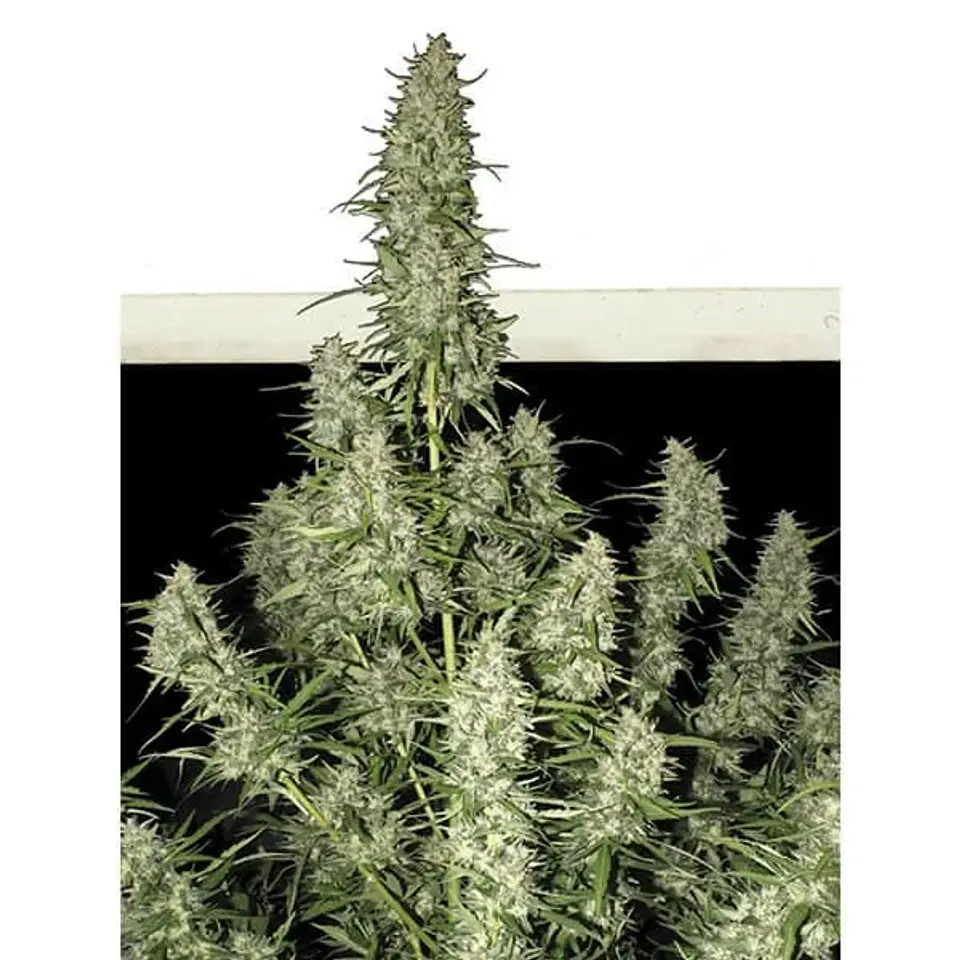 Magnum Auto -Buddha Seeds (X50/X3+1) 4