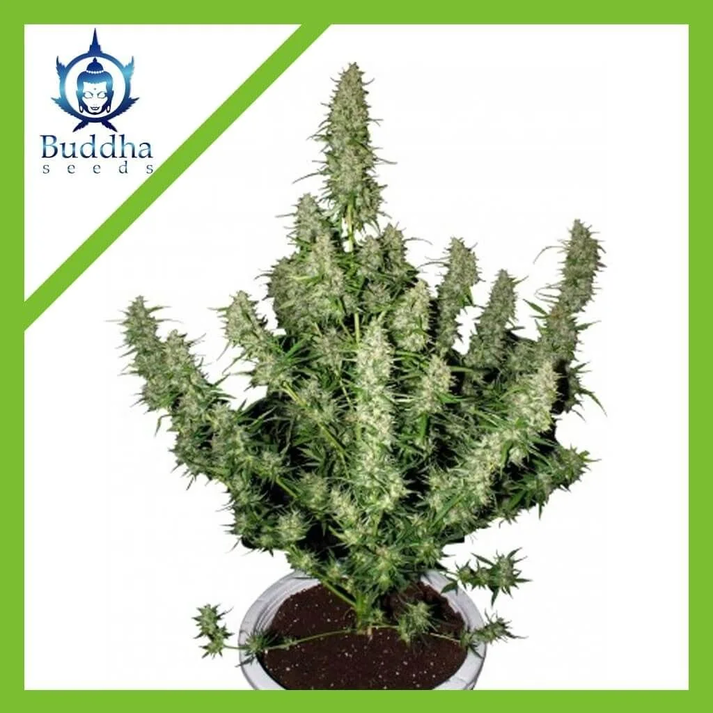 Magnum Auto -Buddha Seeds (X50/X3+1) 1