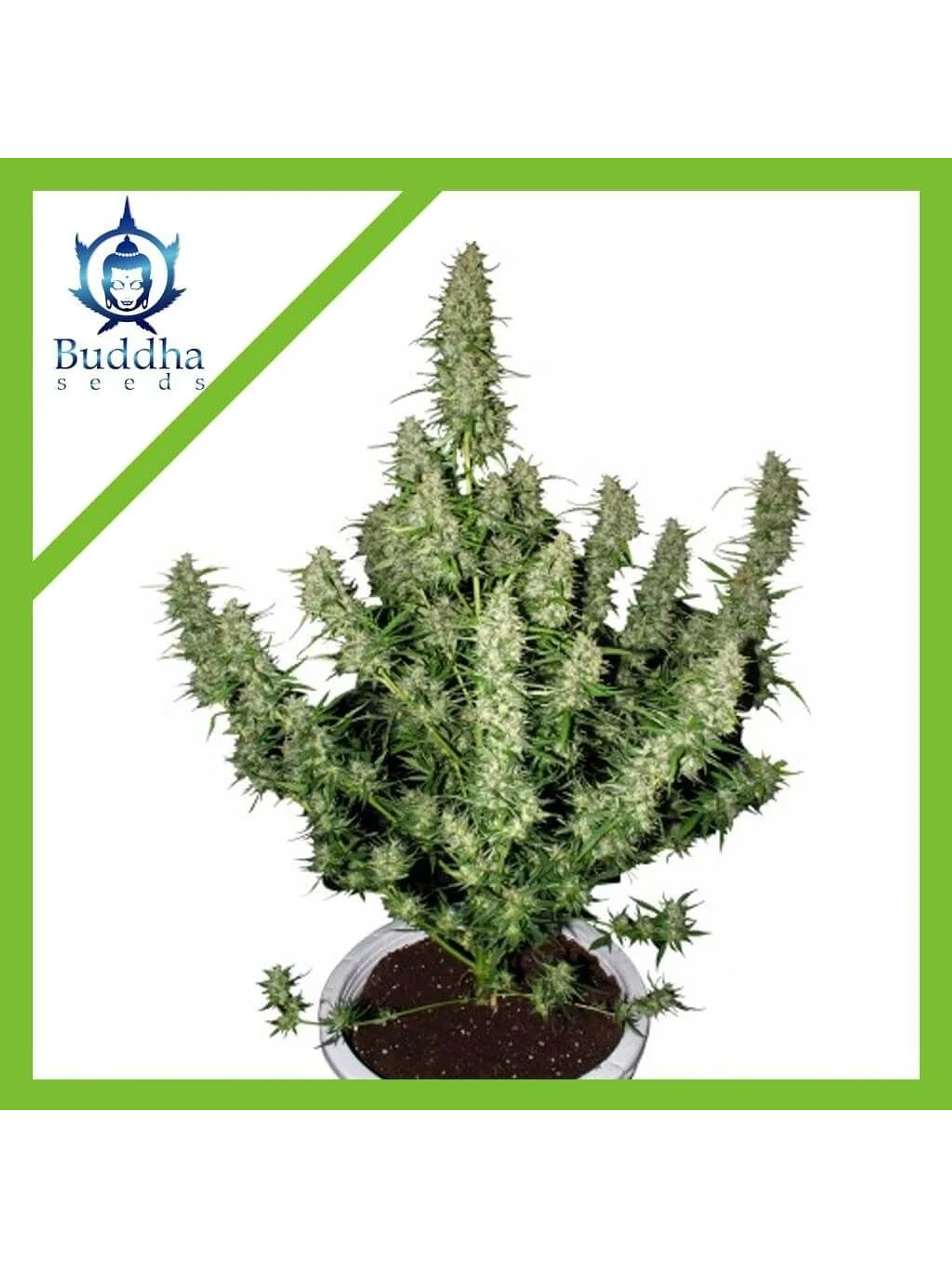 Magnum Auto -Buddha Seeds (X50/X3+1) 1