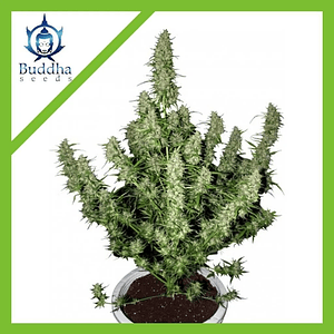 Magnum Auto -Buddha Seeds (X50/X3+1)