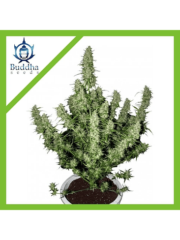 MAGNUM AUTO X3+1-BUDDHA SEEDS 1