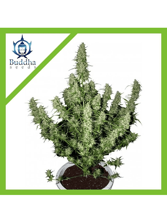 MAGNUM AUTO X3+1-BUDDHA SEEDS 1