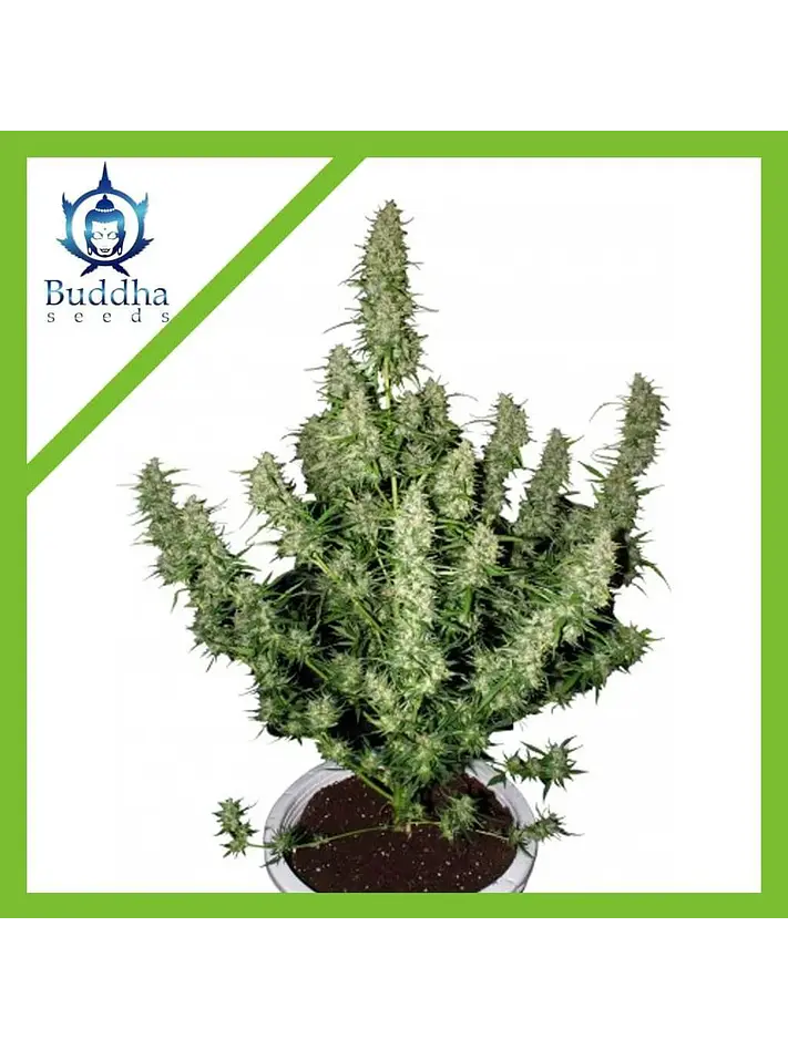 Magnum Auto -Buddha Seeds (X50/X3+1) 1