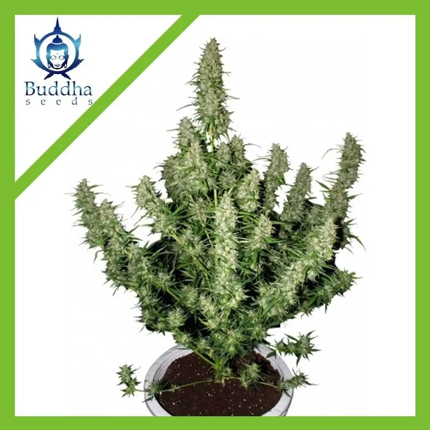Magnum Auto -Buddha Seeds (X50/X3+1) 1