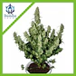 Magnum Auto -Buddha Seeds (X50/X3+1) - Miniatura 1