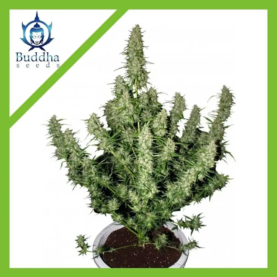 Magnum Auto -Buddha Seeds (X50/X3+1) 1