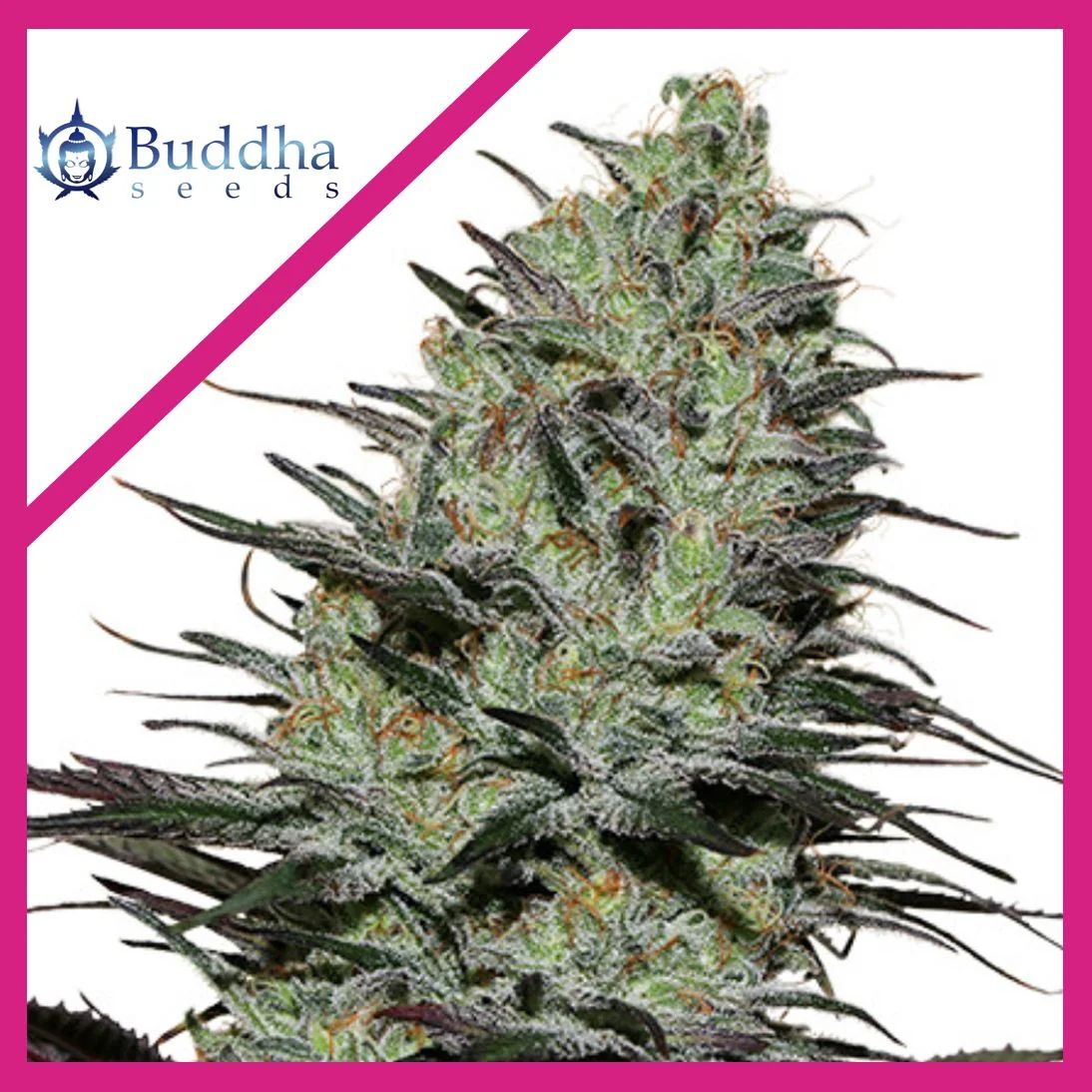 Morpheus Fem X3+1-Buddha Seeds 1
