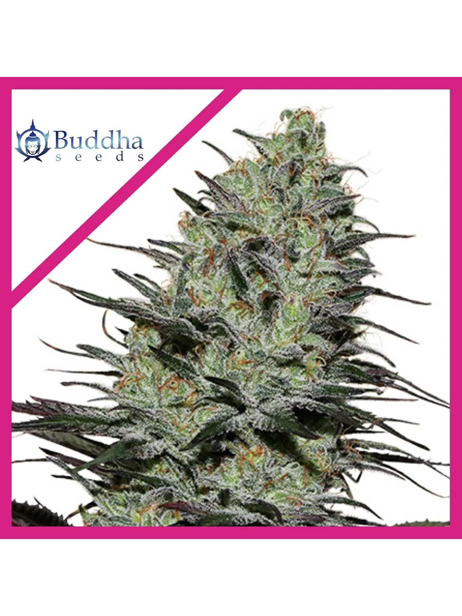 Morpheus Fem X3+1-Buddha Seeds 1