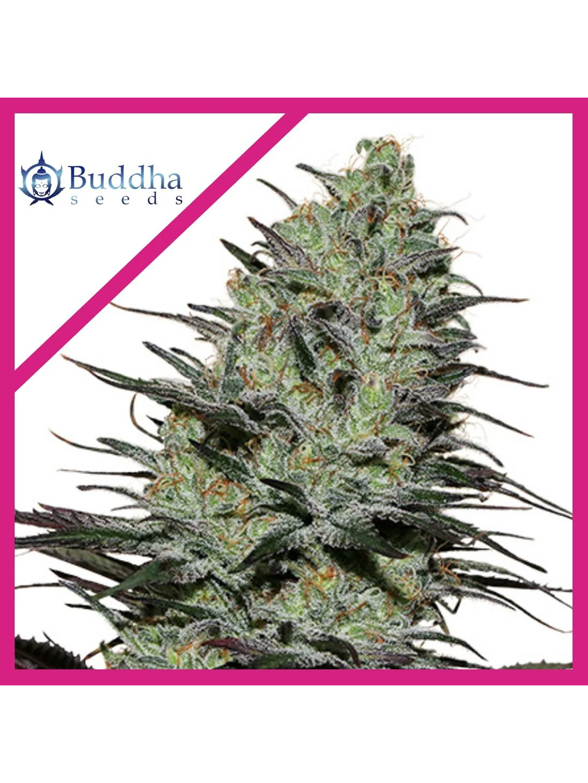 Morpheus Fem X3+1-Buddha Seeds 1