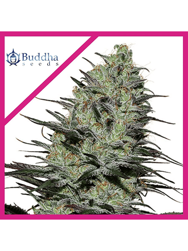 MORPHEUS FEM X3+1-BUDDHA SEEDS 1