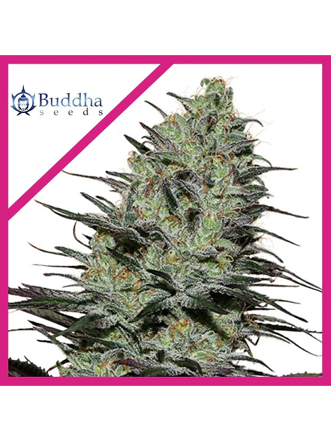 Morpheus Fem X3+1-Buddha Seeds 1