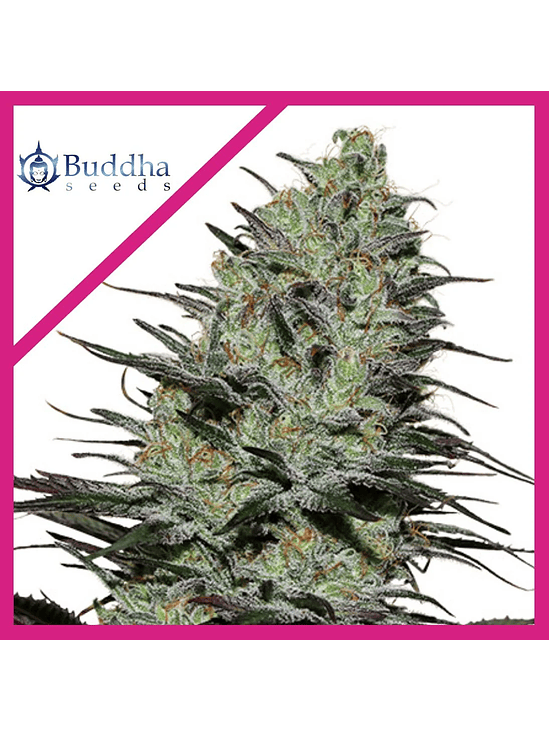 MORPHEUS FEM X3+1-BUDDHA SEEDS 1