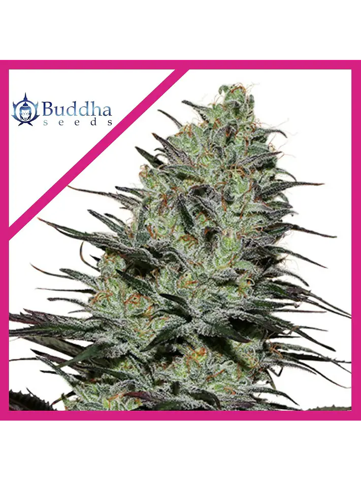 Morpheus Fem X3+1-Buddha Seeds 1