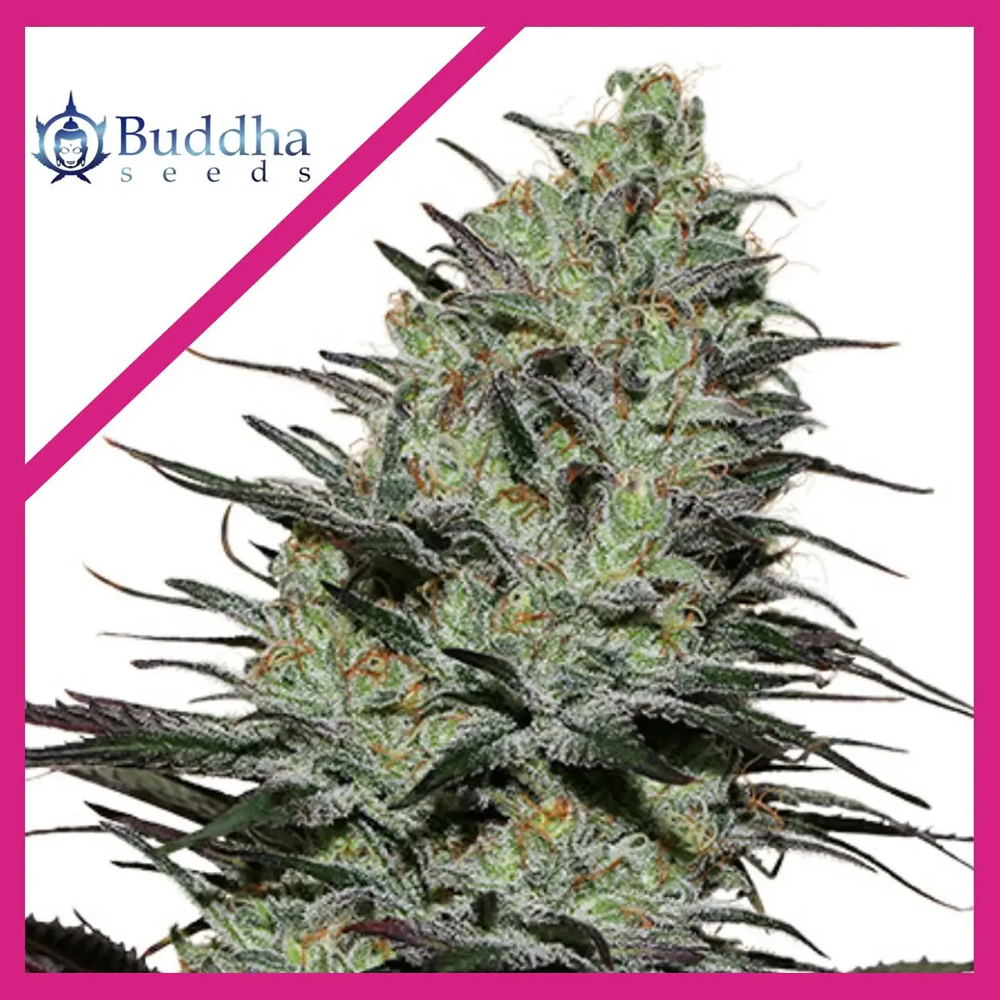 Morpheus Fem X3+1-Buddha Seeds 1
