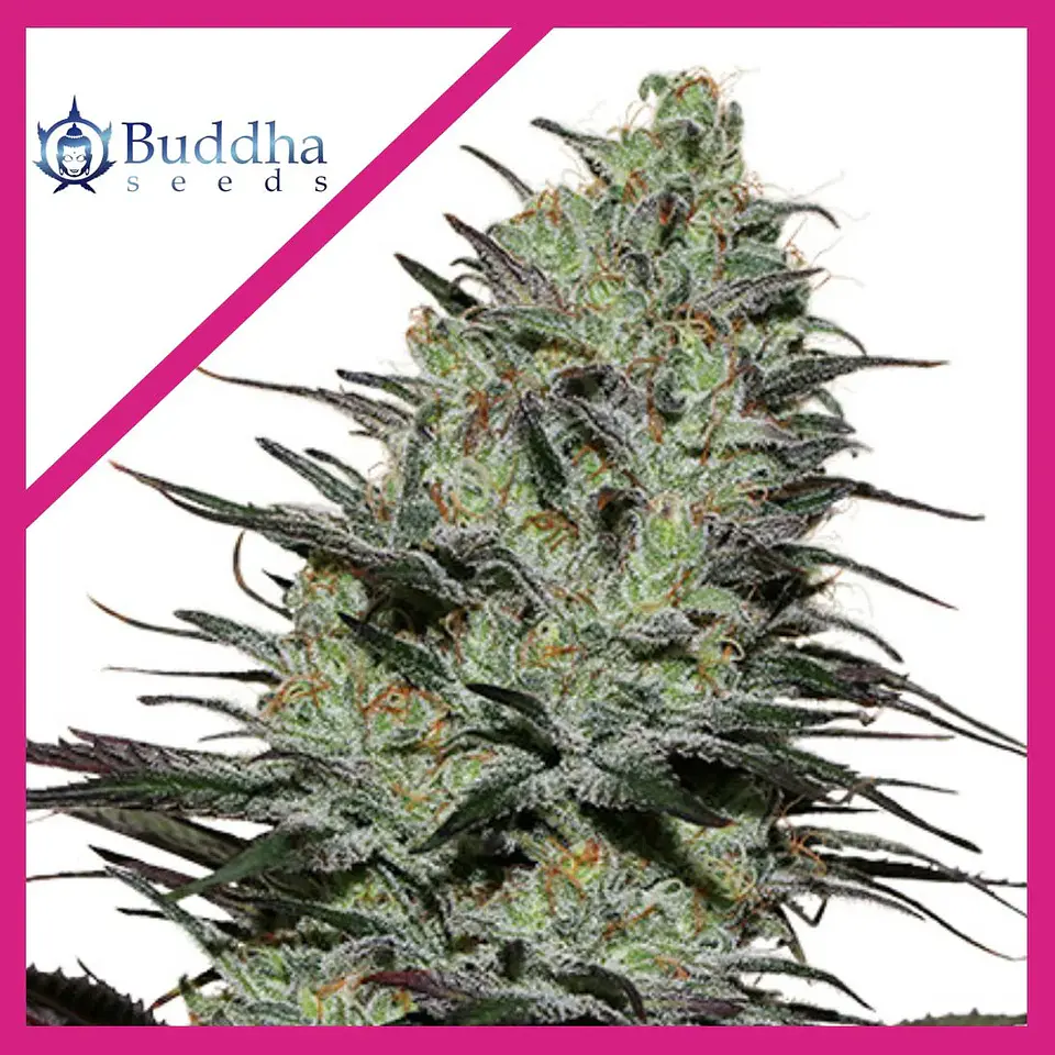 Morpheus Fem X3+1-Buddha Seeds 1