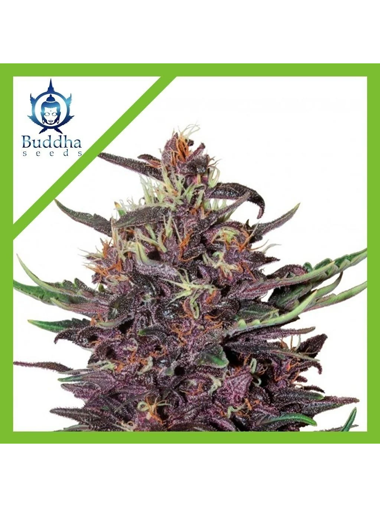 Purple Kush Auto X3+1-Buddha Seeds 1