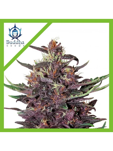 Purple Kush Auto X3+1-Buddha Seeds 1