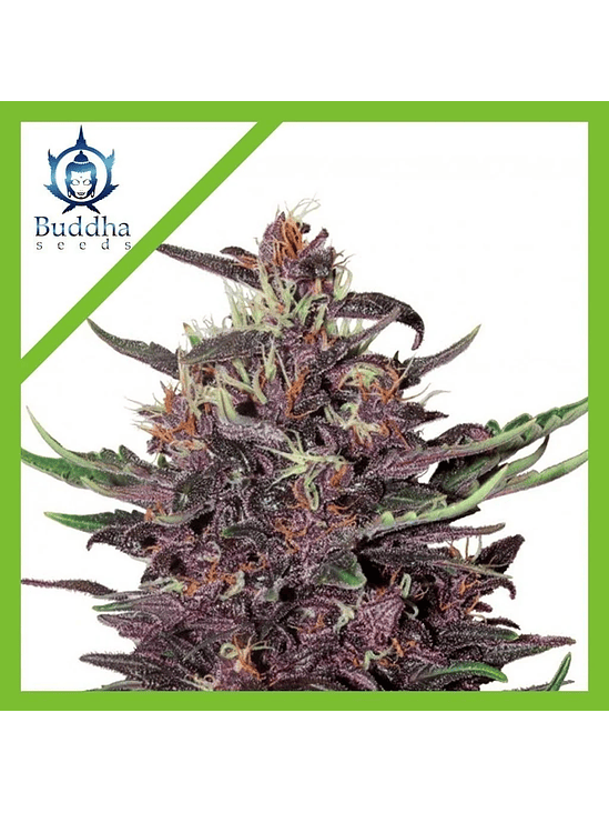 PURPLE KUSH AUTO X3+1-BUDDHA SEEDS 1